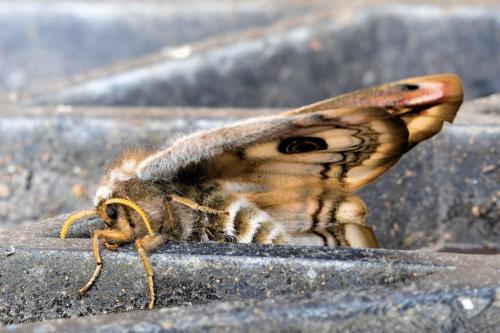 Saturnia pavonia